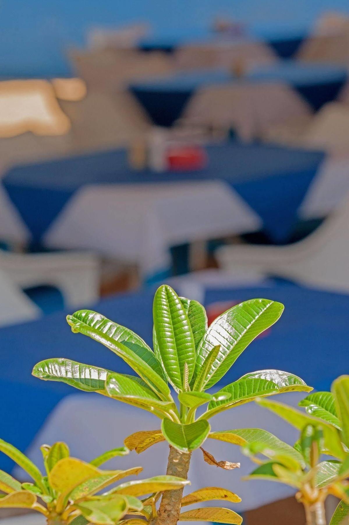 Cuba Agonda Bed and Breakfast Εξωτερικό φωτογραφία